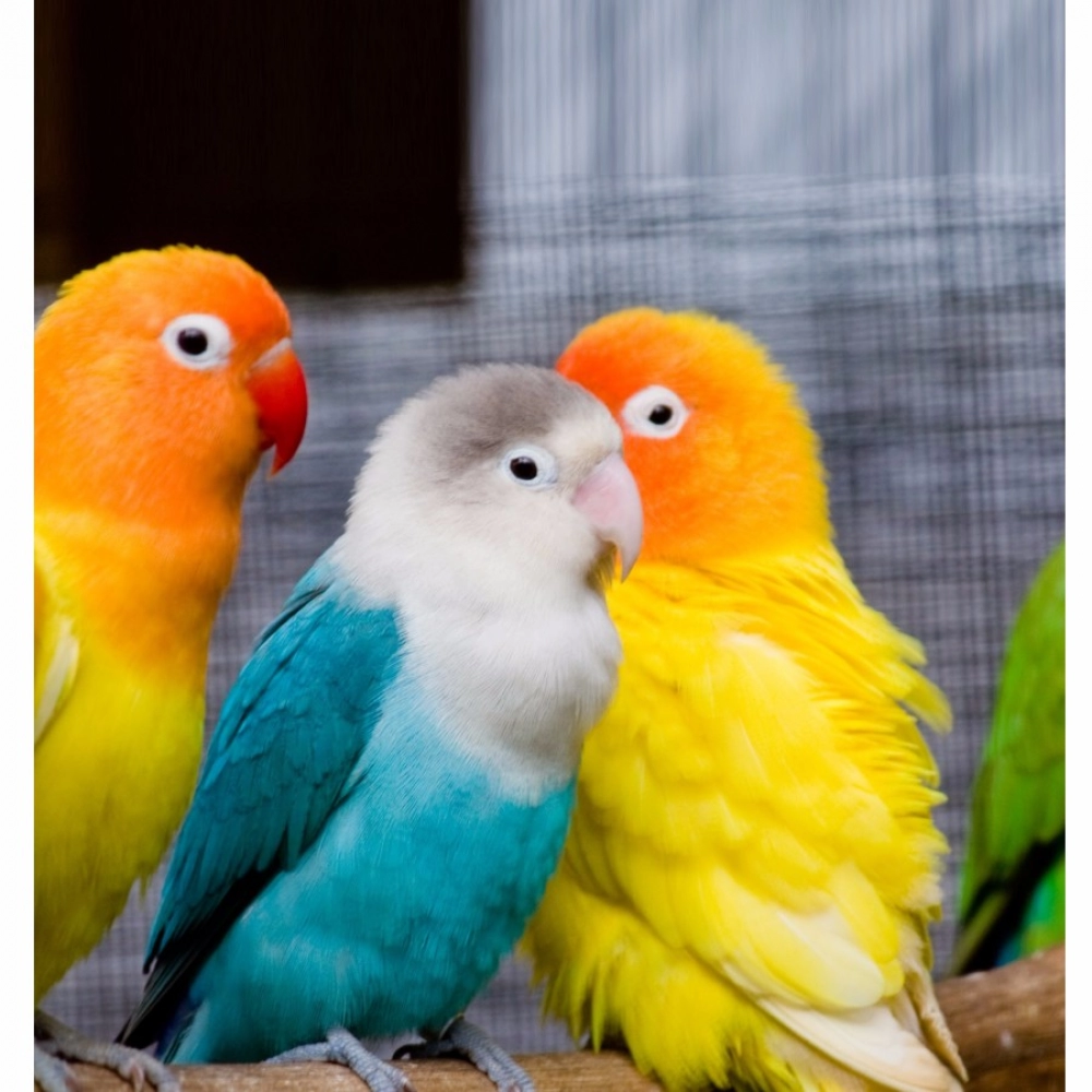 beautiful love birds mobile case cover beautiful love birds mobile case cover