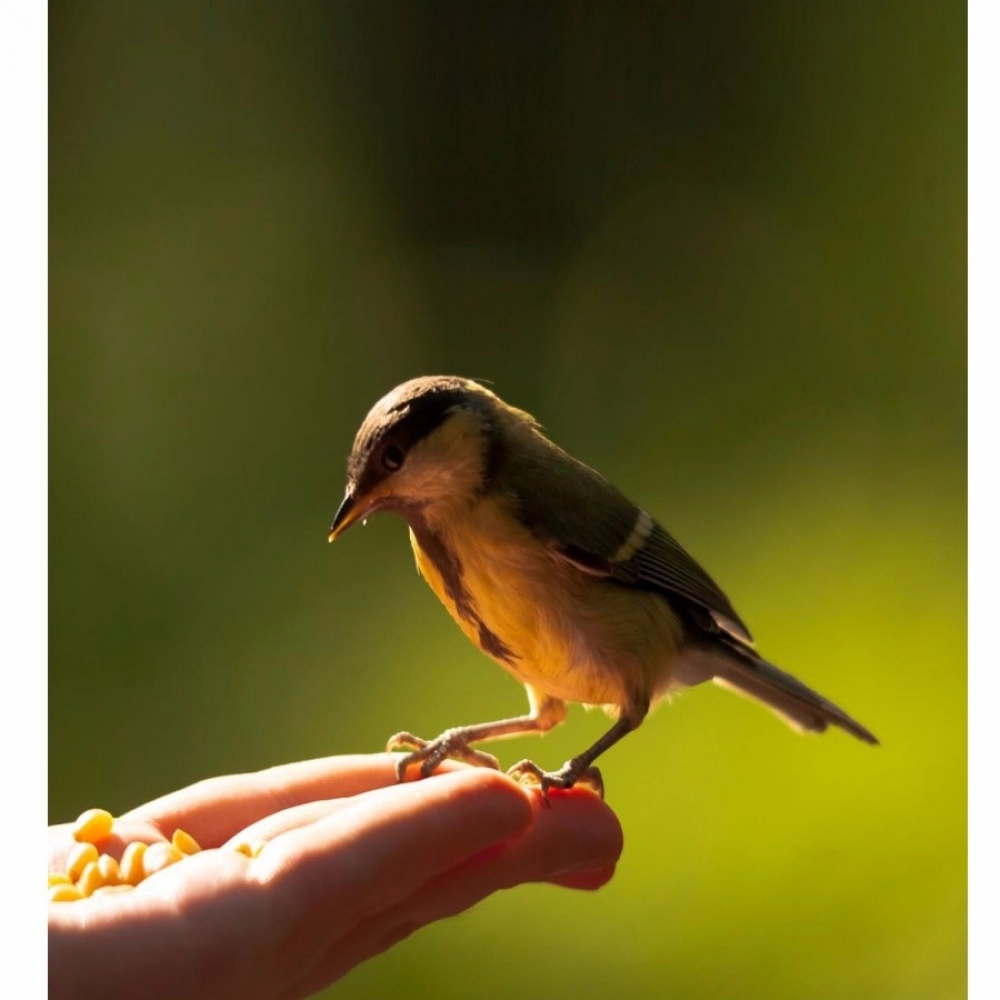 small bird wallpaper mobile case cover small bird wallpaper mobile case cover